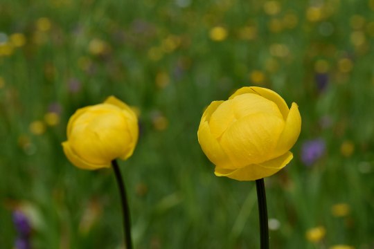 Bot. Trollius europaeus, © David Bock