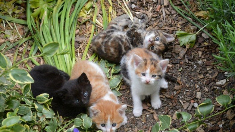 Kitten, &copy; Melanie Roseneder