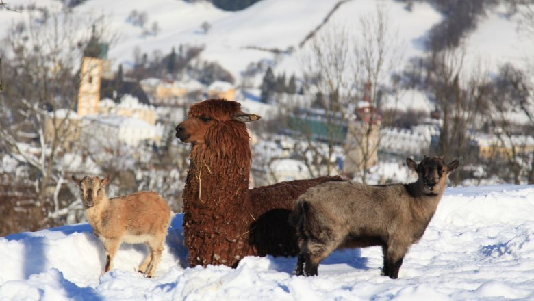 Alpaca and two goats in the snow with the city in the background.