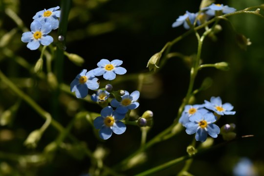 Bot. Myosotis palustris, © David Bock