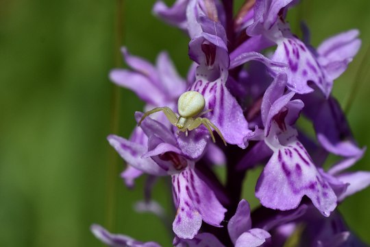 Bot. Dactylorhiza maculata, © David Bock