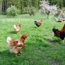 happy chickens, &copy; Patrick Leitner