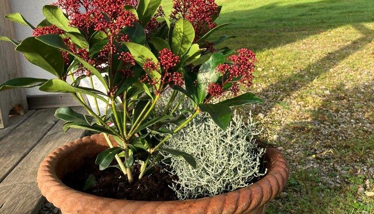 flowers, © Ferienhof Kirchau