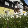 Pure nature - we live nature and flowers still bloom in front of our house, &copy; Franz Heher