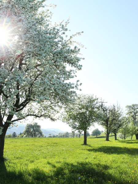 Birnbaumblüte, © Mostviertel Tourismus, weinfranz.at