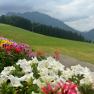 Colorful flower boxes adorn the entire house, with green meadows and forested hills in the background, looking toward Lake Lunz.