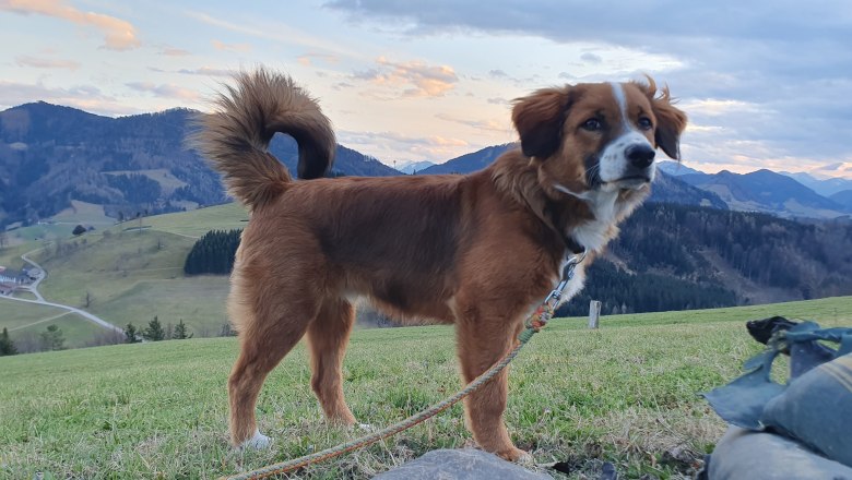 Haushund - Nico, © Melanie Schweighuber