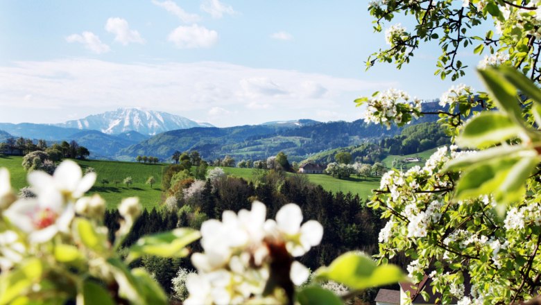 Der Frühling steht vor der Tür!, © weinfranz.at