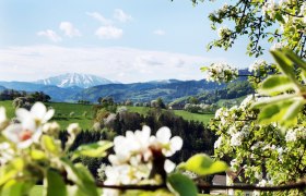 Der Frühling steht vor der Tür!, © weinfranz.at