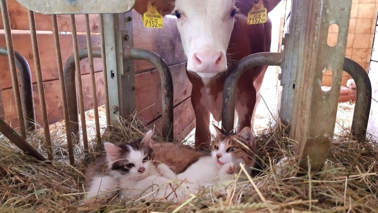 Urlaub am Bauernhof-Oberrehau, &copy; Andrea Kronsteiner