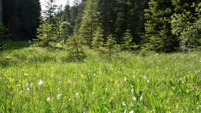 Schauwiese Promau bei Hollenstein an der Ybbs, &copy; David Bock