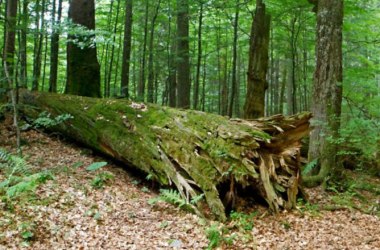 Wilderness area Dürrenstein-Lassingtal, © zVg