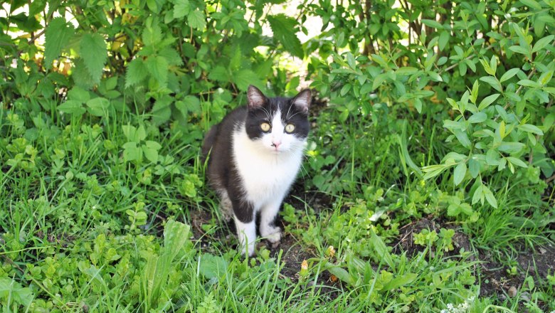 Kater Pederl, &copy; Patrick Leitner