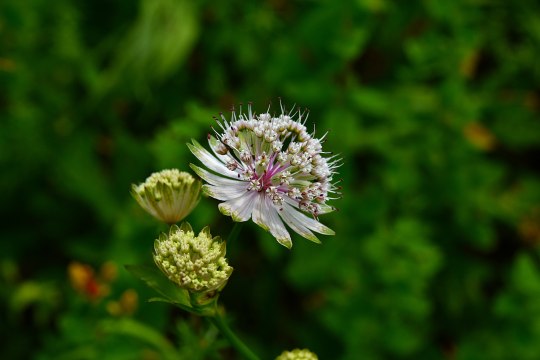 Bot. Astrantia major, © David Bock