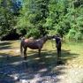 Horseback riding with the farm's own horses, &copy; Heike und Arthur Schl&ouml;gelhofer
