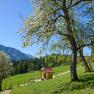 Eine kleine Kapelle steht auf einer gr&uuml;nen Wiese, umgeben von bl&uuml;henden B&auml;umen und Bergen im Hintergrund.