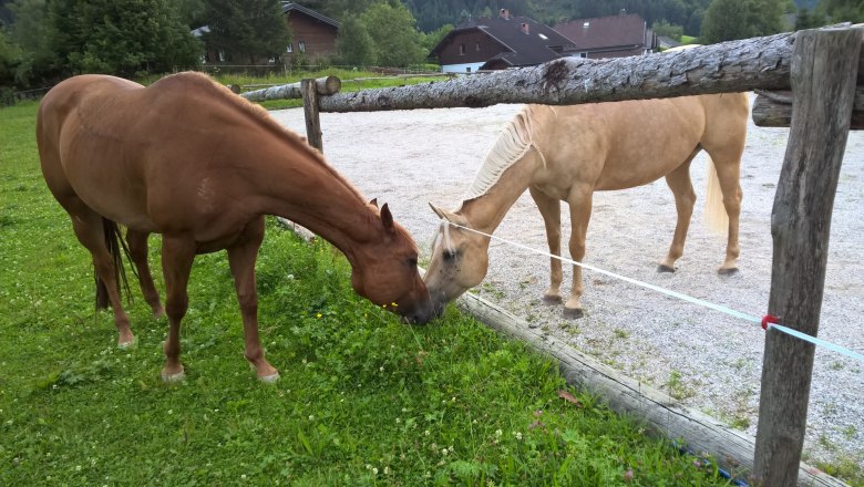 Horses at the Schlögelhofer family farm, © Heike und Arthur Schlögelhofer
