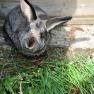 Bella the bunny, &copy; Patrick Leitner