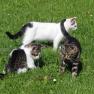 die Katzen freuen sich &uuml;ber Streicheleinheiten, &copy; poidlbauer