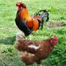 Chickens in the garden of the Leitner vacation apartment, &copy; Patrick Leitner