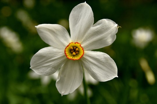 Bot. Narcissus radiiflorus , © David Bock