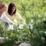 Two women in the herb garden, looking at the plants.