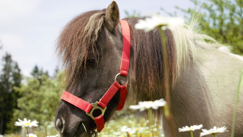 urlaub-beim-almbauer-4, &copy; Almbauer-Familie Wagner