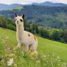 Alpaca - Pink, © Melanie Schweighuber