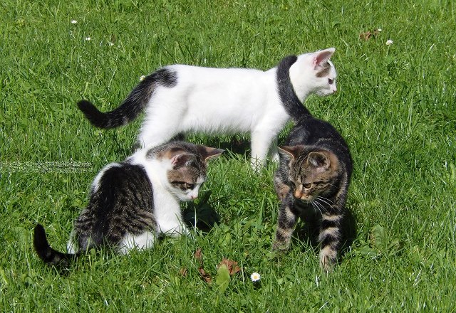 die Katzen freuen sich &uuml;ber Streicheleinheiten, &copy; poidlbauer