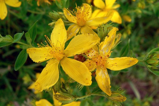 Bot. Hypericum maculatum, © David Bock