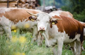 Ennstaler Bergschecken, &copy; Sandra Wagner