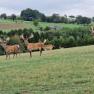 Hochrie&szlig; Wildlife Park - only 35 minutes from the Happy Nest and always worth a visit., &copy; Martin Bachner_Happy Nest