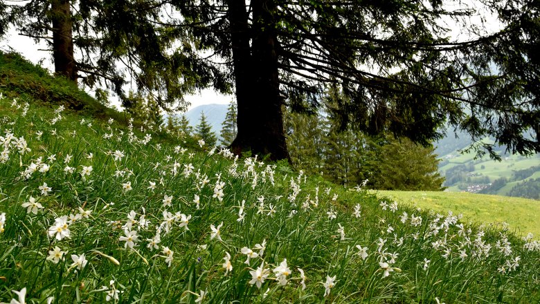 Flowers as far as the eye can reach, © Mostviertel Tourismus GmbH