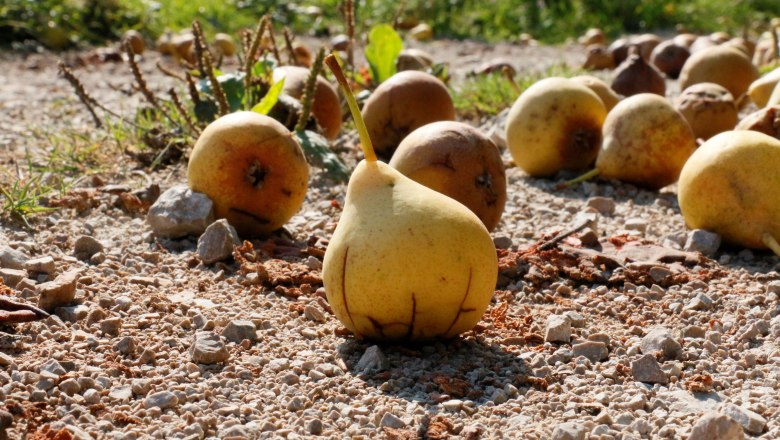 urlaub-beim-almbauer-12, &copy; Almbauer-Familie Wagner