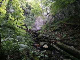 Hiking through the forest, &copy; Roman Z&ouml;chlinger