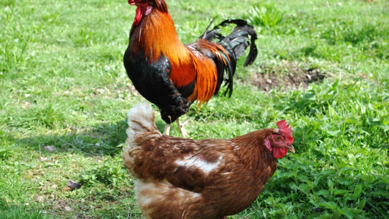 Chickens in the garden of the Leitner vacation apartment, © Patrick Leitner