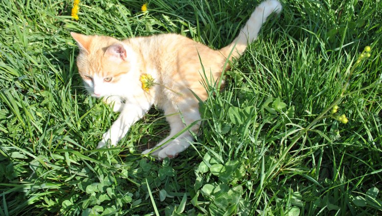 Pauli the cat, © Patrick Leitner