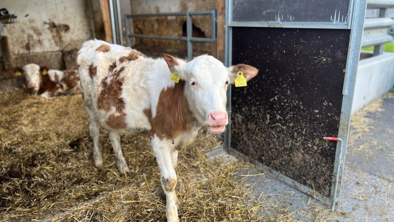 K&auml;lber im Stall, &copy; Familie Grasberger