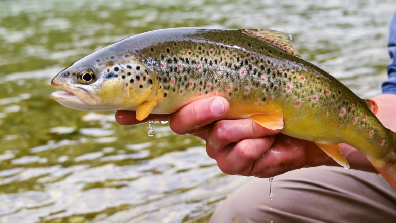 The Ybbstal trout, © Andreas Blamauer 