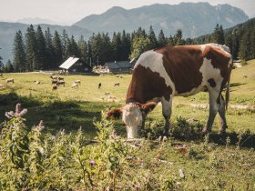 K&uuml;he auf der Alm bei der Kitzh&uuml;tte im Gebiet Eisenstra&szlig;e im Mostviertel.