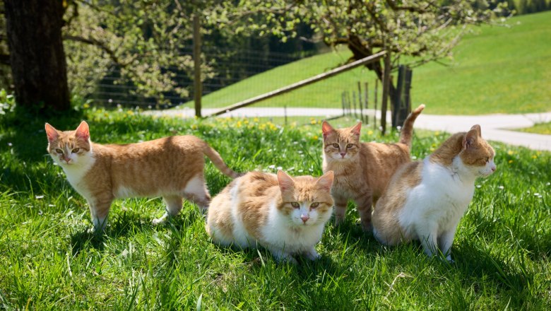 Vier rot-wei&szlig;e Katzen sitzen und stehen auf einer gr&uuml;nen Wiese im Sonnenschein.