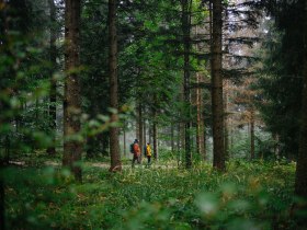 Zwei Wanderer in bunten Jacken gehen durch einen &uuml;ppigen Wald, dessen dichte Vegetation und die hohen B&auml;ume eine Atmosph&auml;re von Naturverbundenheit und Ruhe erzeugen.