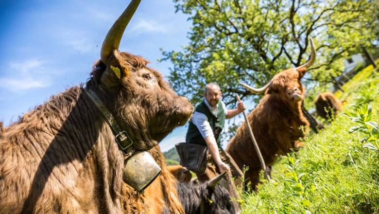 Organic farm Lacken, © Familie Blamauer
