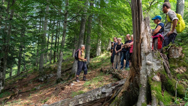 D&uuml;rrenstein-Lassingtal Wilderness Area, &copy; Ingeborg Zeh