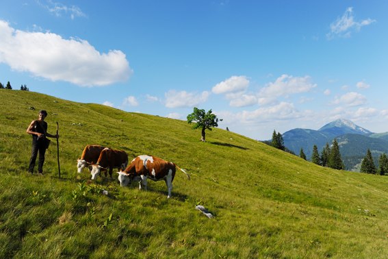 Alpine pasture with cows and shepherd, the Ötscher in the background.
