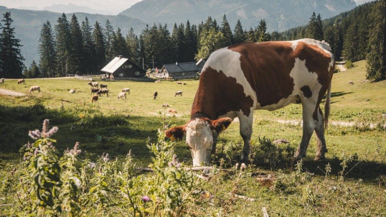 Kitzhütte, © Gerald Demolsky