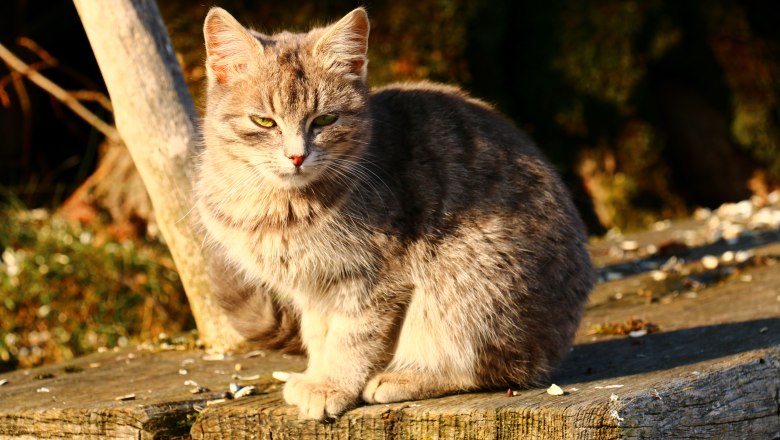 vacation-at-almbauer-11, © Almbauer-Familie Wagner