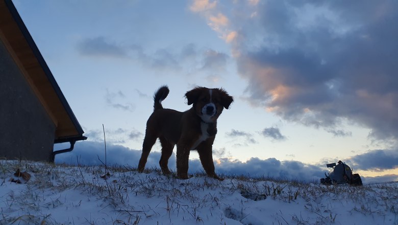 Biobauernhof MItterhirschberg, © Familie Schweighuber