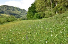 Fahrnlehen show meadow near Hollenstein an der Ybbs, © David Bock